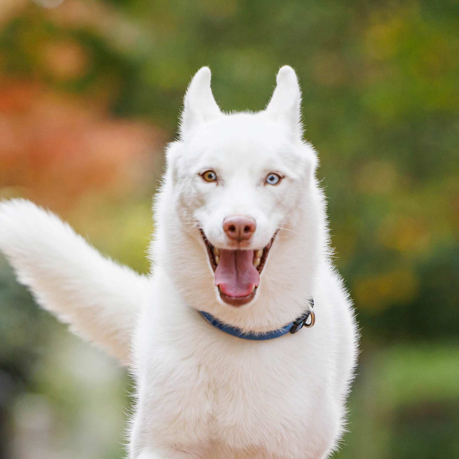 Happy white husky running off-leash on a fall sidewalk in Washington, D.C.